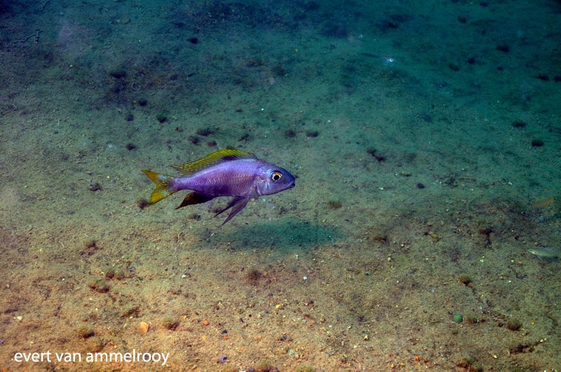 Cunningtonia longiventralis 'Mabilibili Bay'